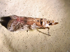 Acrobasis vaccinii