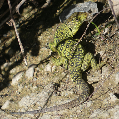 Avistamiento Lagarto ocelado (fardacho)