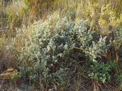 Amphithalea rostrata