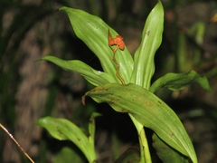 Coelogyne miniata