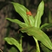 Coelogyne miniata - Photo (c) Romadlon, some rights reserved (CC BY-NC), uploaded by Romadlon