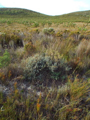 Amphithalea rostrata