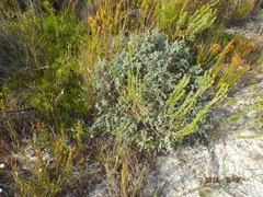 Amphithalea rostrata