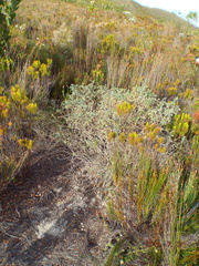 Amphithalea rostrata