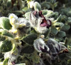 Amphithalea rostrata