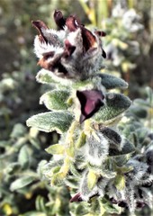 Amphithalea rostrata