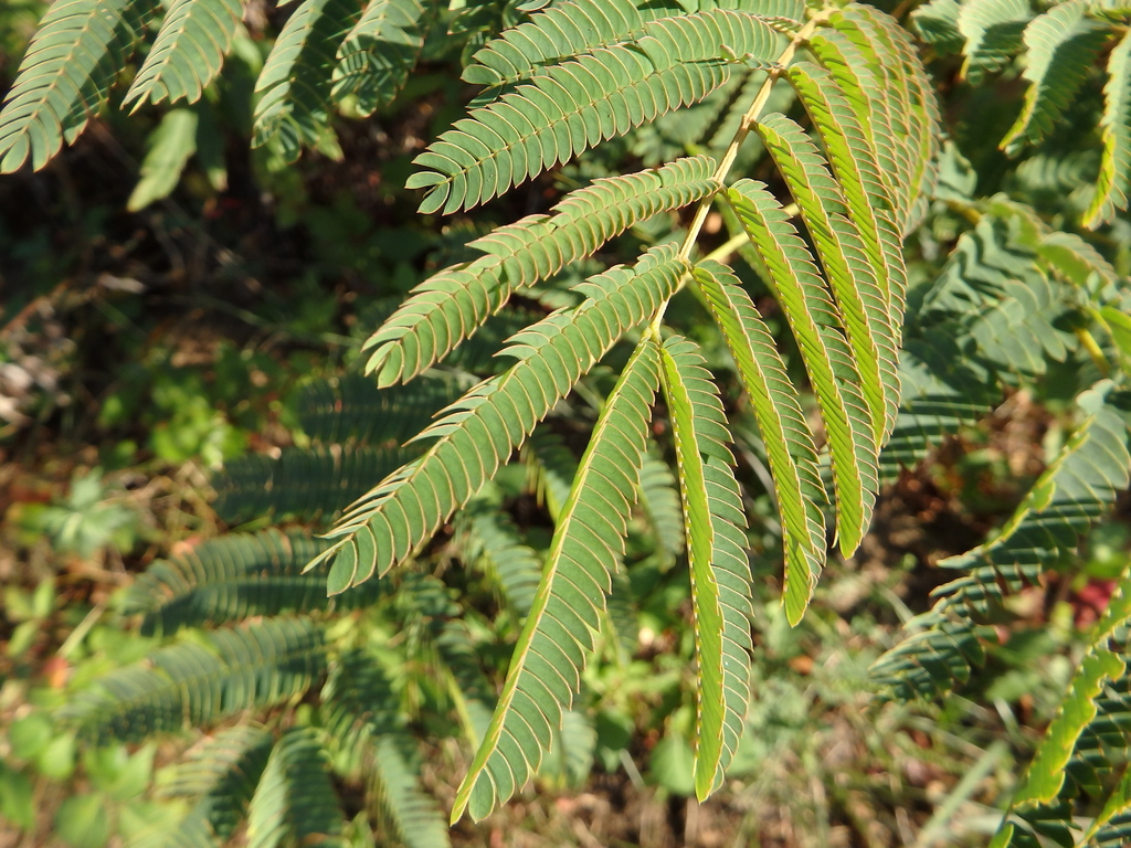 Mimosa (Invasive) (Hot Springs National Park) · BioDiversity4All