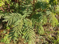 Albizia julibrissin julibrissin