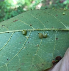 Caryomyia caryaecola