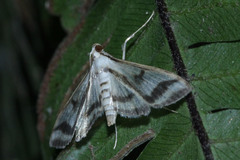 Perisyntrocha