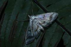 Perisyntrocha
