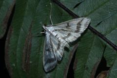 Perisyntrocha