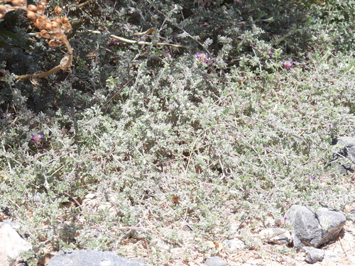 trailing indigo bush (Dalea greggii)