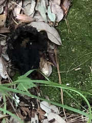 Craterellus cornucopioides