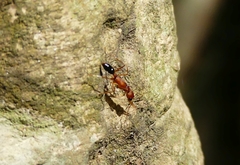 Harpegnathos saltator