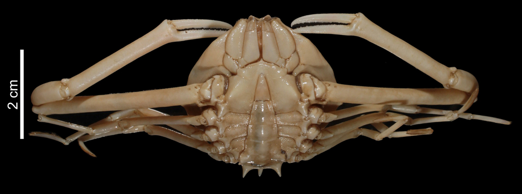 Parilia major