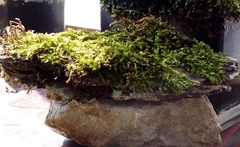 Brachythecium salebrosum