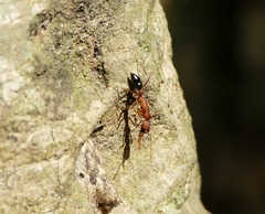 Harpegnathos saltator