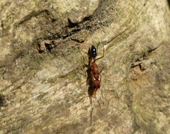 Harpegnathos saltator