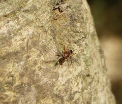 Harpegnathos saltator