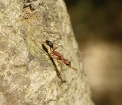 Harpegnathos saltator