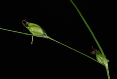 Carex billingsii