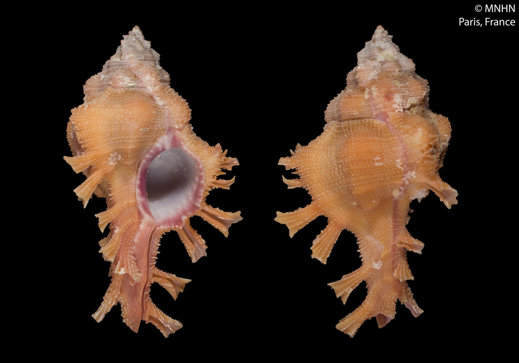 Chicoreus rossiteri