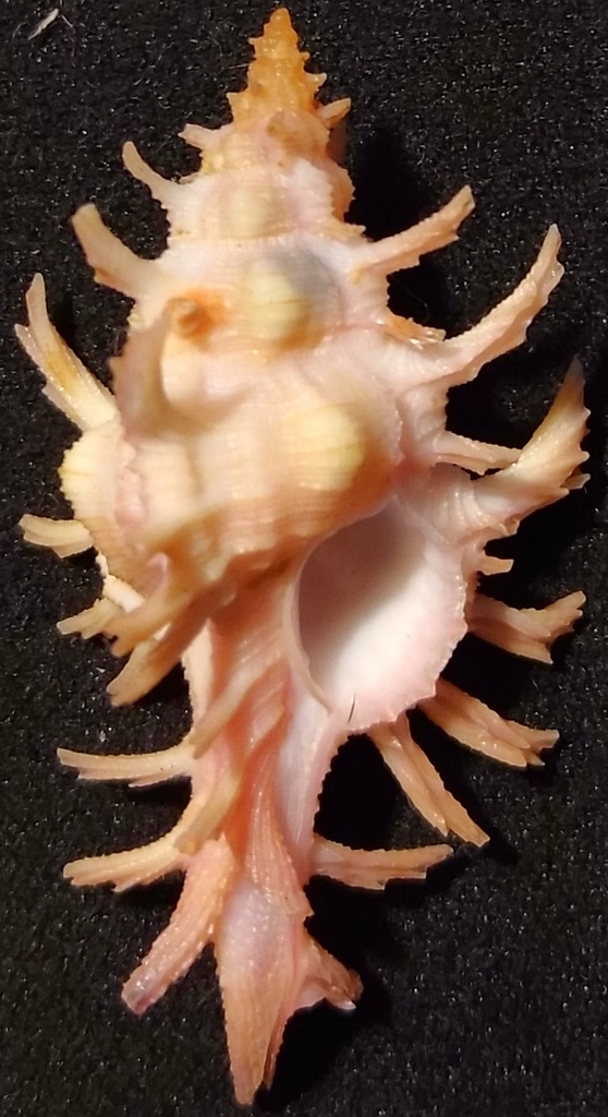 Chicoreus rossiteri