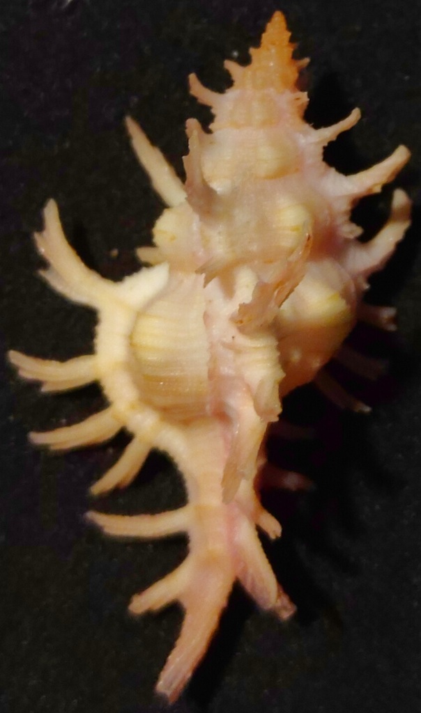 Chicoreus rossiteri