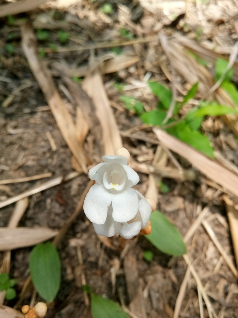 Crystal Orchids