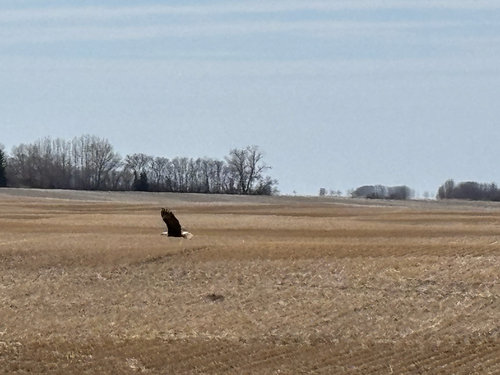 Bald Eagle