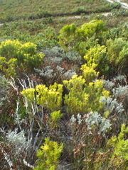 Indigofera hannariae