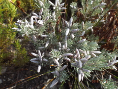 Indigofera hannariae