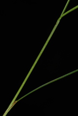 Carex billingsii