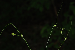 Carex billingsii