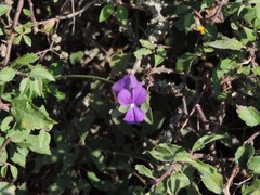 Viola etrusca