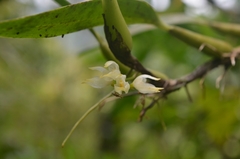 Bulbophyllum flavidiflorum