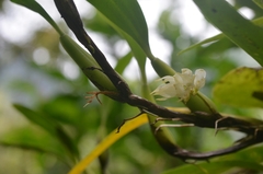 Bulbophyllum flavidiflorum