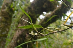 Bulbophyllum flavidiflorum