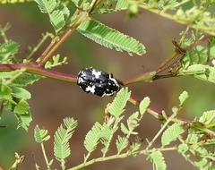 Protaetia aurichalcea