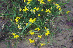 Lotus corniculatus