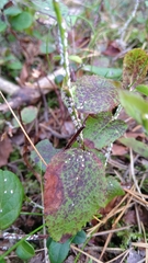 Chionaspis salicis