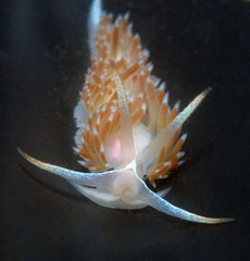 Coryphella cooperi
