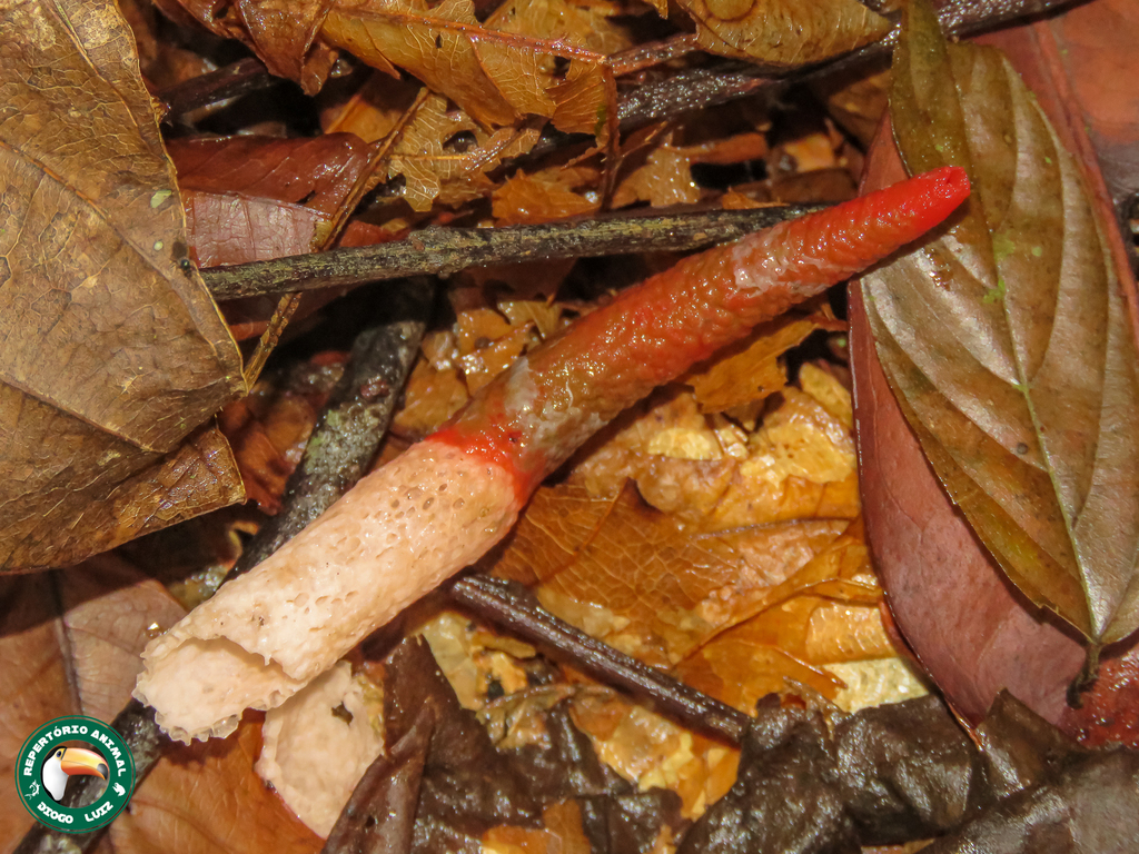 Mutinus argentinus · April 2025 · photo: © diogoluiz (iNaturalist, cc-by)