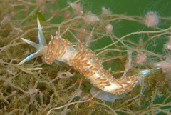 Coryphella cooperi