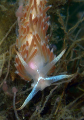 Coryphella cooperi