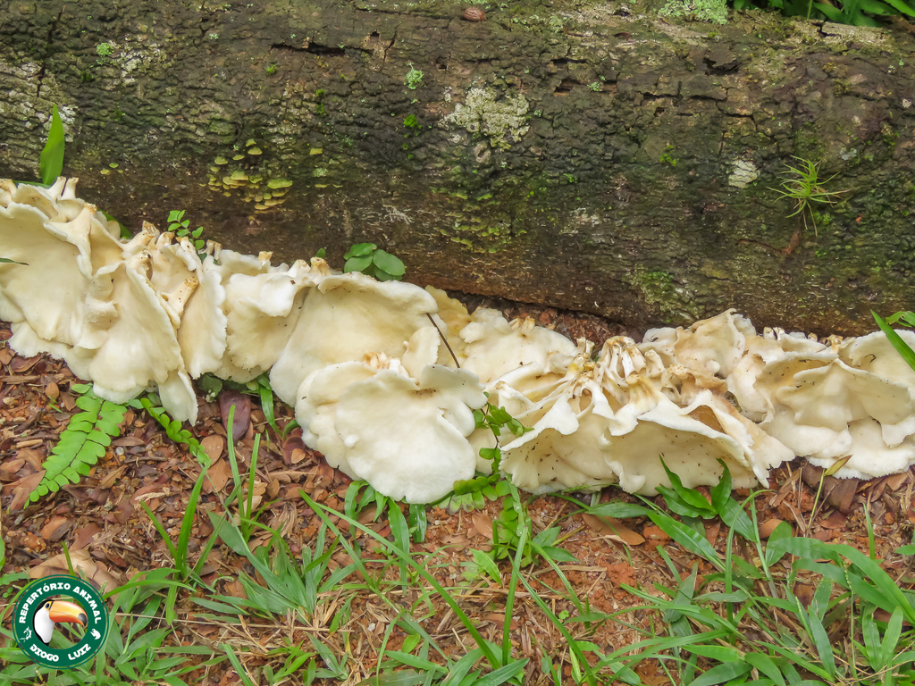Favolus brasiliensis · April 2025 · photo: © diogoluiz (iNaturalist, cc-by)