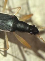 Cnemodus mavortius