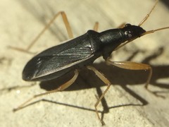 Cnemodus mavortius