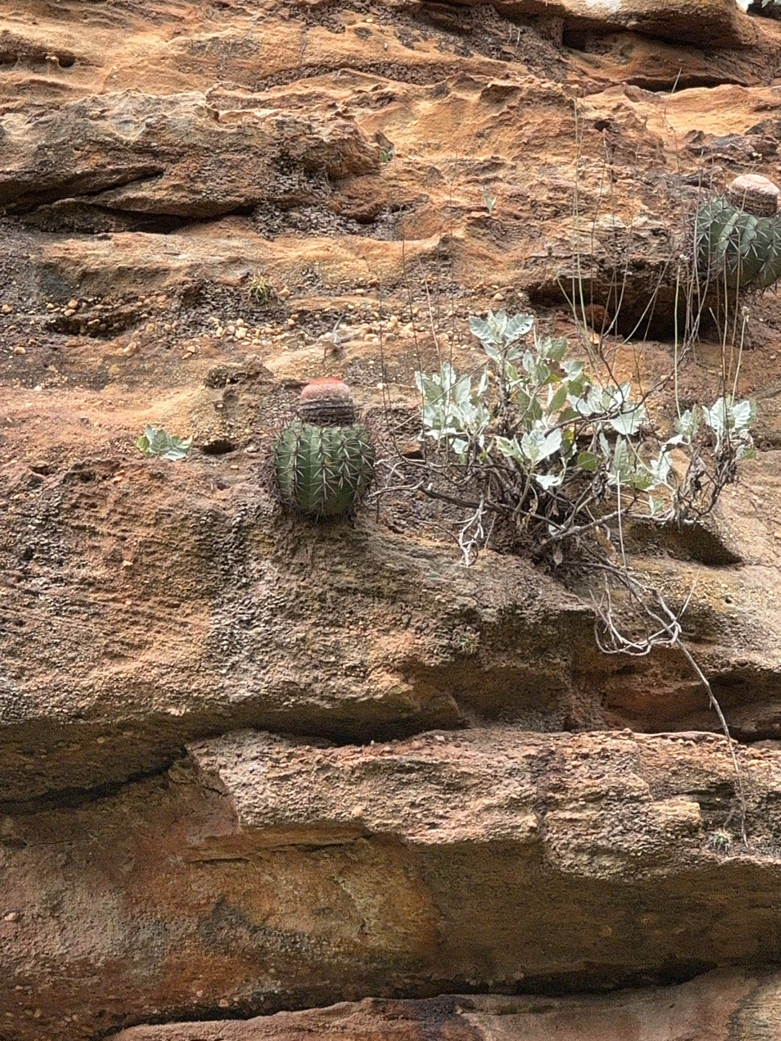 Melocactus inconcinnus